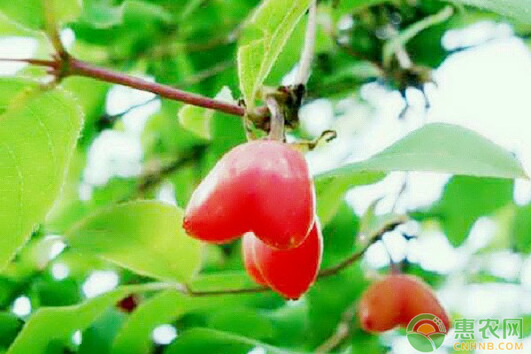 杈杷果怎么培養(yǎng)？杈杷果的市場前景及栽培技術(shù)分析