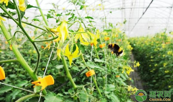 番茄生產新技術圖文介紹