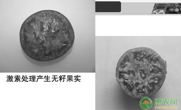 番茄生產新技術圖文介紹