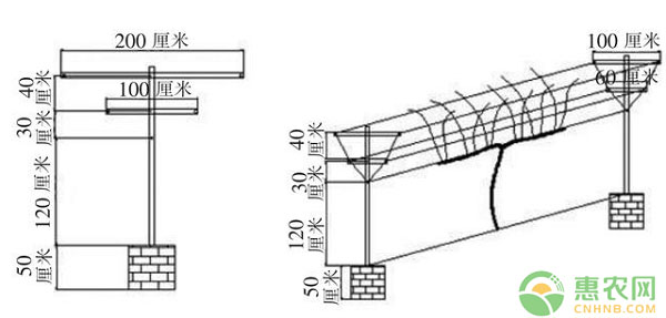 郑州地区适宜葡萄架式图文简介