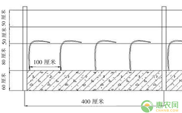 郑州地区适宜葡萄架式图文简介