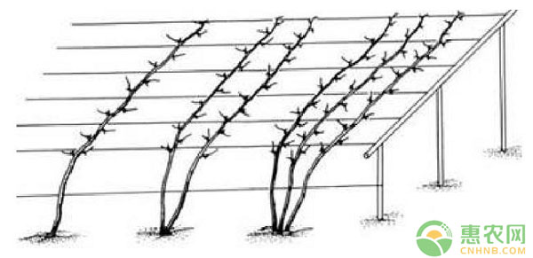 郑州地区适宜葡萄架式图文简介
