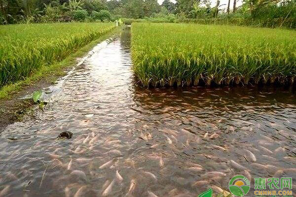 稻田怎麼養魚稻田養魚新模式的技術要點