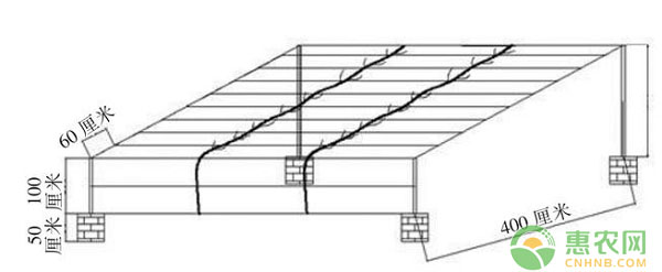 郑州地区适宜葡萄架式图文简介