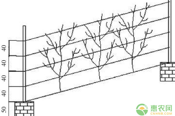 郑州地区适宜葡萄架式图文简介