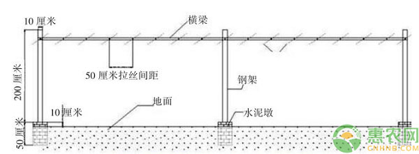 郑州地区适宜葡萄架式图文简介