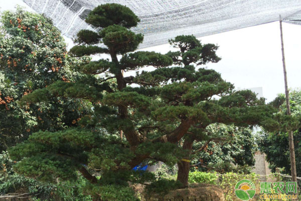 黑松景觀樹造型技術要點有哪些？黑松景觀樹的造型技術