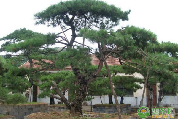 黑松景觀樹造型技術要點有哪些？黑松景觀樹的造型技術