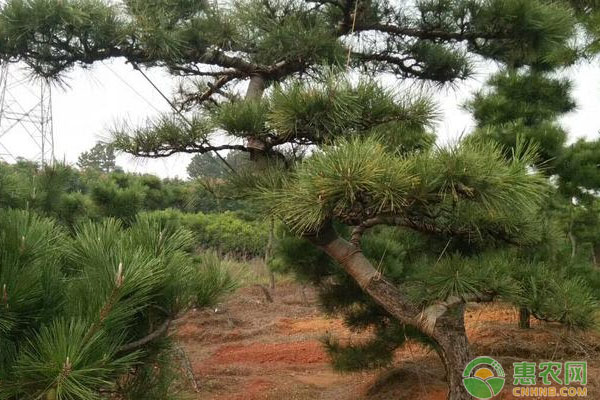 黑松景觀樹造型技術要點有哪些？黑松景觀樹的造型技術