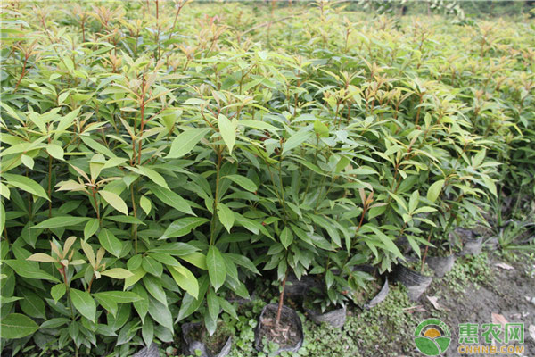 祁門縣閩楠和楨楠兩年生容器苗育苗技術(shù)