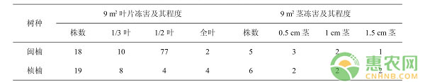 祁門縣閩楠和楨楠兩年生容器苗育苗技術(shù)