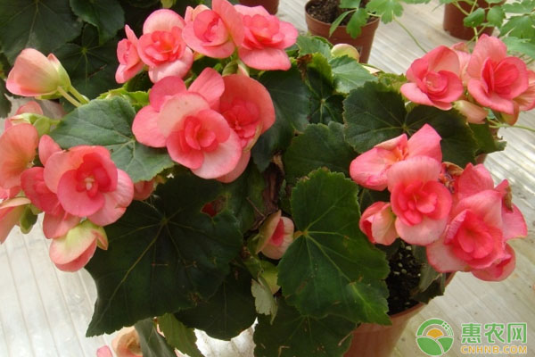 花卉種植技術(shù)：半水土濕氣盆設(shè)計要點(diǎn)
