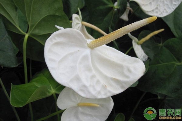 白鶴芋養(yǎng)護(hù)