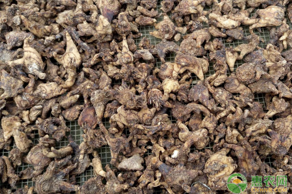 白芨分株繁殖移栽技术