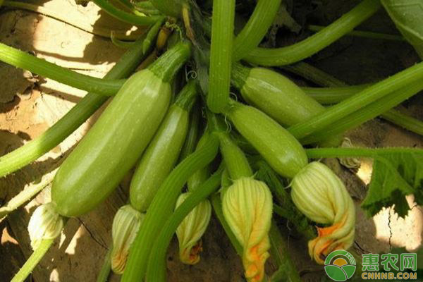 浅谈延秋西葫芦的高效益种植技术