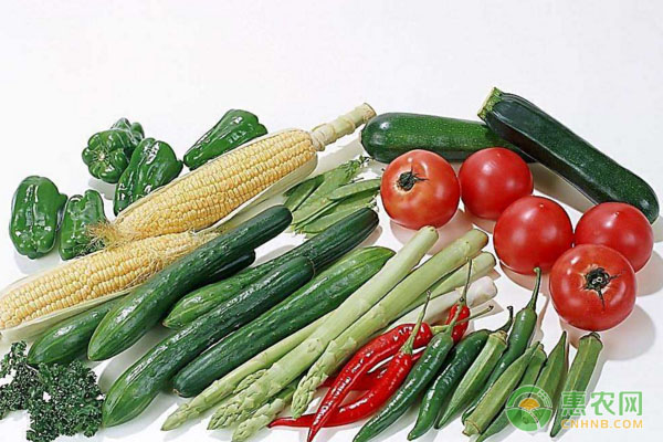 大棚蔬菜高效益種植管理新技術(shù)