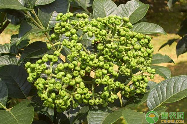 紫金县吴茱萸产业发展优势及对策