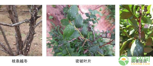 藍(lán)莓種植技術(shù)：藍(lán)莓介殼蟲防控技術(shù)