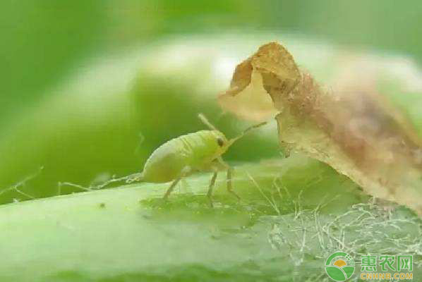 葡萄綠盲蝽如何防控？葡萄綠盲蝽防控技術(shù)