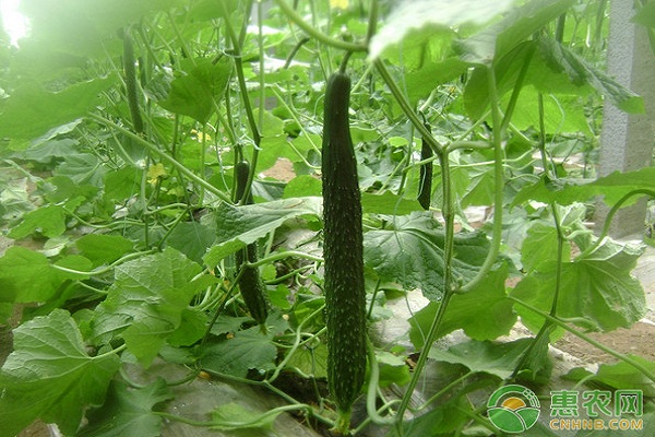 冬春大棚黄瓜播种栽培技术