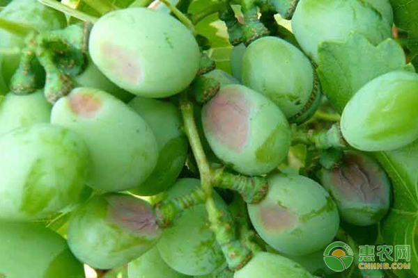 葡萄園管理技術(shù)