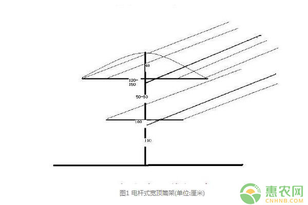 葡萄电杆式宽顶架及其树形系列