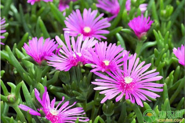 松葉菊怎么養(yǎng)？松葉菊的養(yǎng)殖方法和注意事項