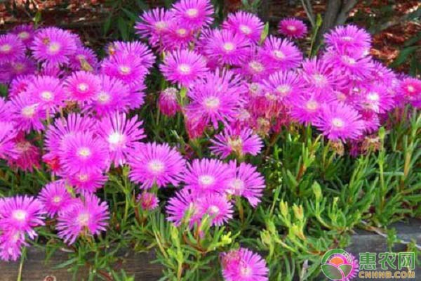 松葉菊怎么養(yǎng)？松葉菊的養(yǎng)殖方法和注意事項