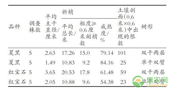 葡萄电杆式宽顶架及其树形系列