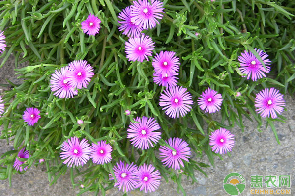 松葉菊怎么養(yǎng)？松葉菊的養(yǎng)殖方法和注意事項