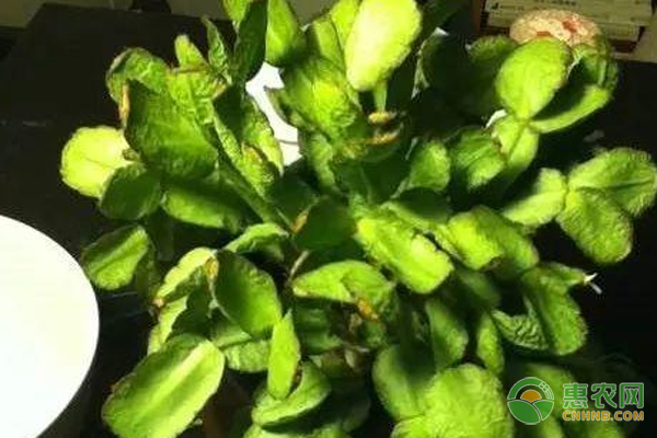 養(yǎng)花管理