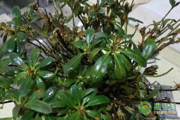 養(yǎng)花管理