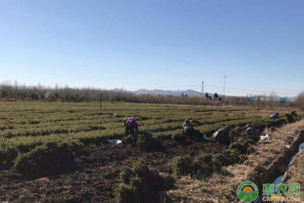 林业苗圃常用除草剂类型及增强药效措施