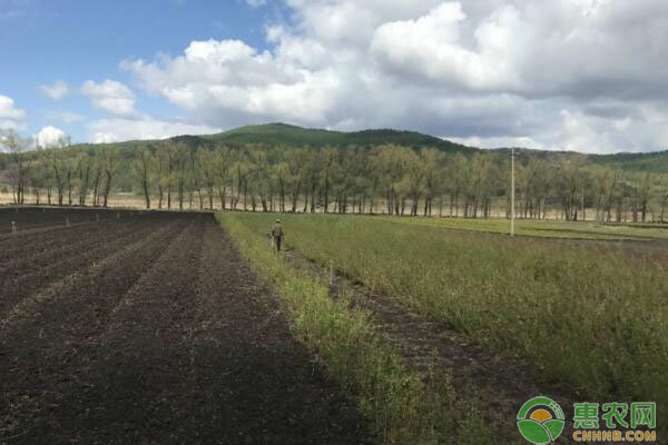 林业苗圃常用除草剂类型及增强药效措施