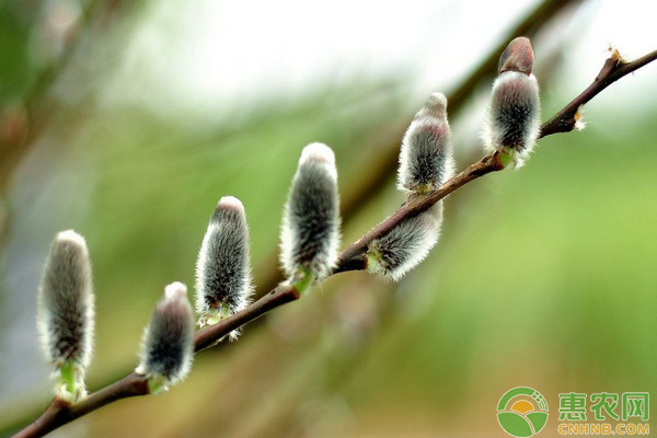 銀芽柳繁殖方法及高效栽培技術(shù)要點(diǎn)