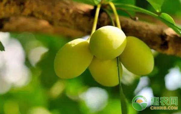 6月果树管理
