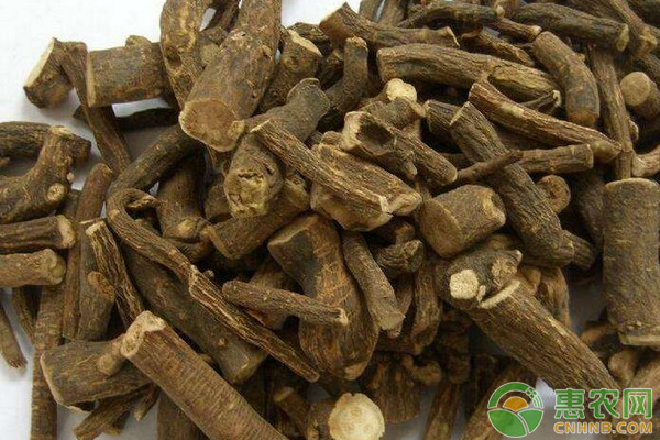 河北赤城縣赤芍膜下滴灌栽培技術(shù)