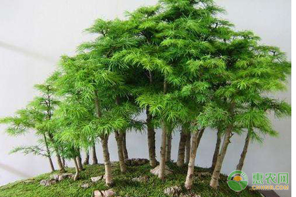 蓬莱松盆景
