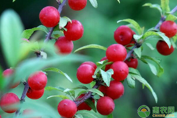 華南地區(qū)郁李高產(chǎn)高品質(zhì)種植技術(shù)
