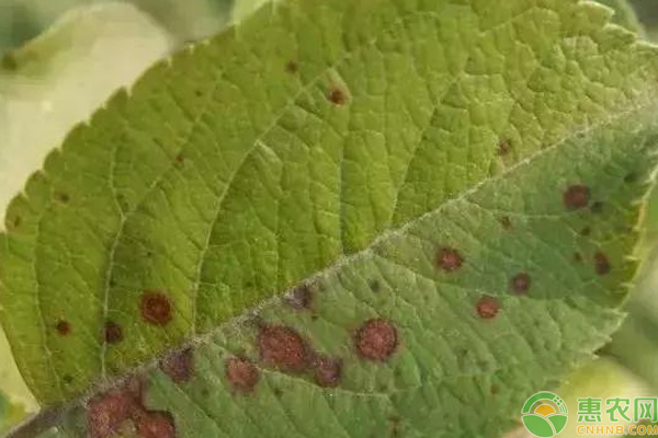 淺談果樹“一蟲”的防治技巧