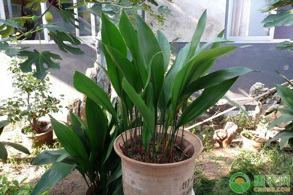 一葉蘭養(yǎng)殖技術(shù)