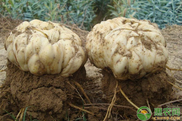 食用百合如何实现高产栽培？食用百合优质高产栽培技术