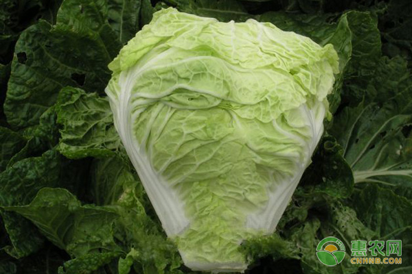 春大白菜栽培技術(shù)