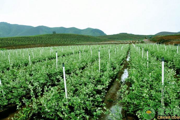 蓝莓种植园区