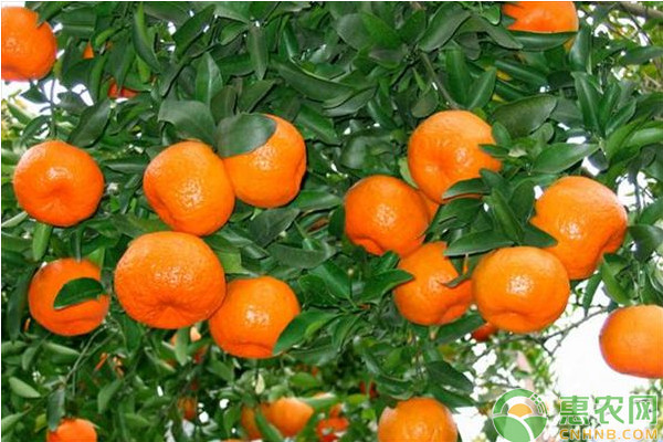 黔陽無核椪柑品種介紹及豐產(chǎn)種植技術(shù)
