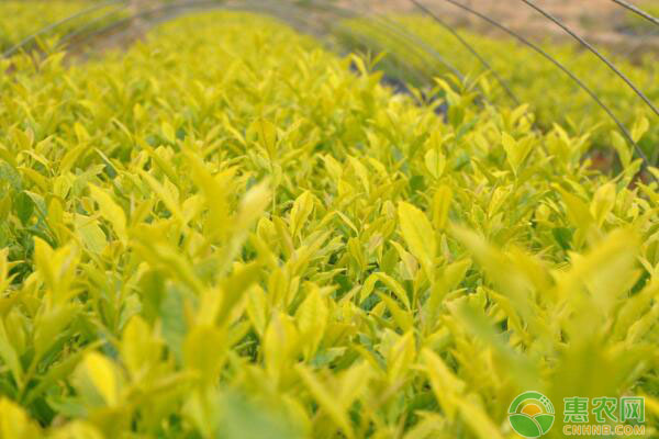 黃金芽低海拔茶葉的種植技術