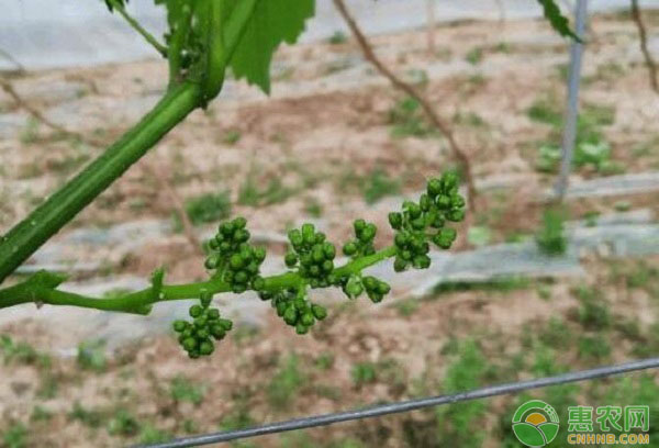 葡萄种植技术：葡萄花序整形修剪技术