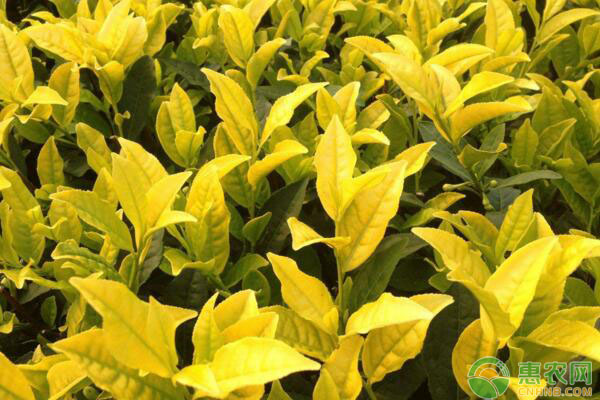 黃金芽低海拔茶葉的種植技術