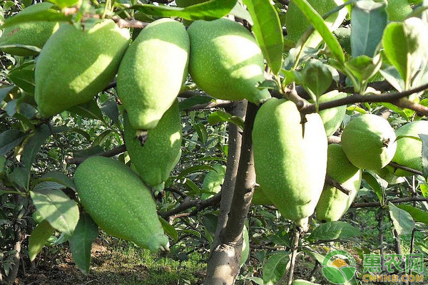 曹州光皮木瓜的生物學特性及苗木培育技術(shù)