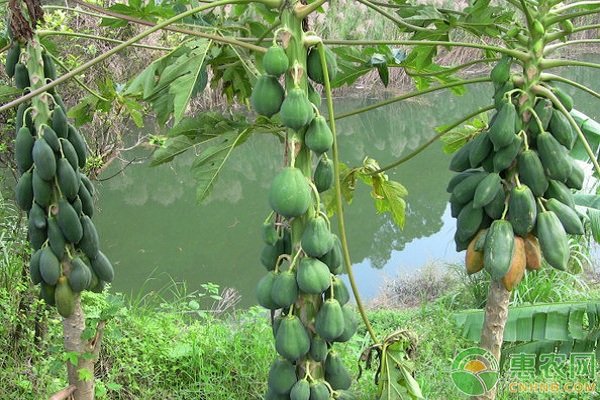 曹州光皮木瓜的生物學特性及苗木培育技術(shù)